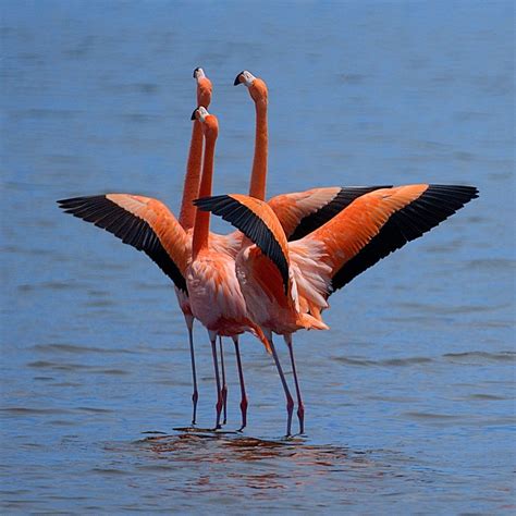 El flamenco y sus características más importantes de habitat