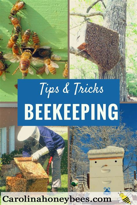 9 Great Beekeeping Tips for Beginners | Bee keeping, Raising bees ...