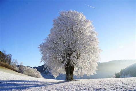 5 Preventative Winter Tree Care Tips for Homeowners