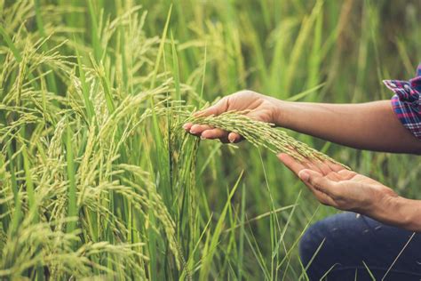 Ncresco - Tackling Major Challenges in Rice Farming