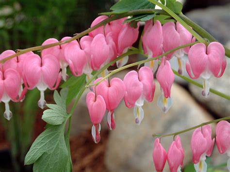 Bleeding Hearts - Dicentra Spectabilis - A Cool Weather Favorite - Powerful Perennials