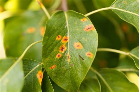 Pear rust disease, Gymnosporangium sabinae - Alexander Tree Care