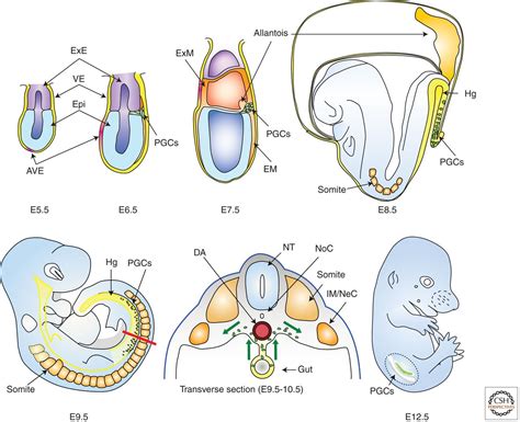 Primordial Germ Cells in Mice