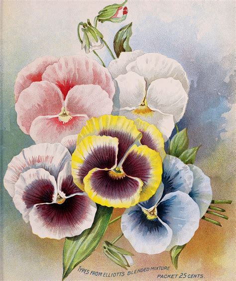 Pansy Flowers Vintage Free Stock Photo - Public Domain Pictures