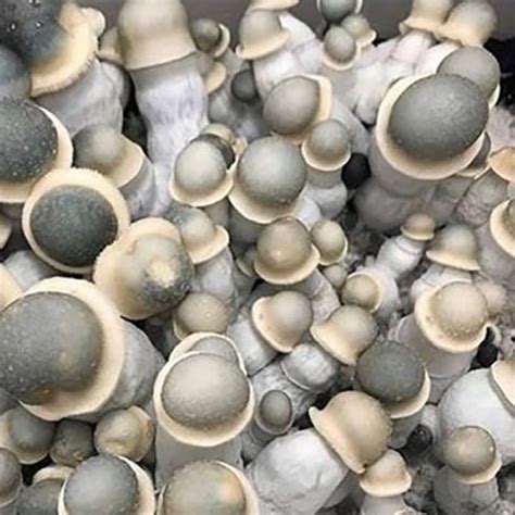 Albino Penis Envy Mushroom Spores | Sacred Mushroom Spores