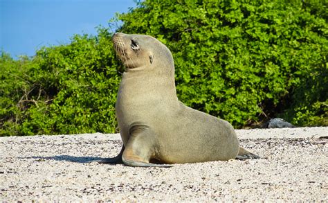 Baby Sea Lion In Galapagos Islands