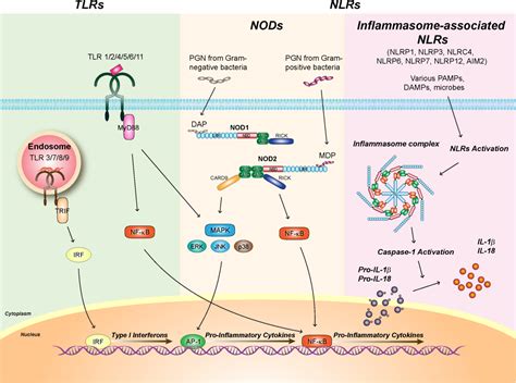 [PDF] Toll-like Receptors and NOD-like Receptors in Innate Immune ...