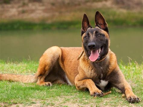 Malinois: Training und Erziehung für den Schäferhund