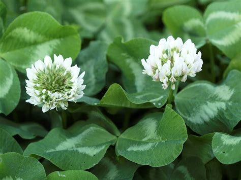 Trifolium repens L. subsp. repens | Naviga la Flora | Flora Modena