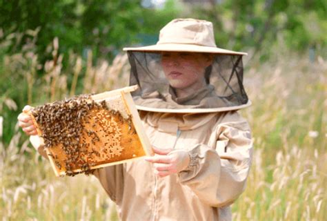 How to Humanely Remove Bees? - Article Sall