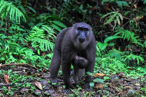 Jaga Habitat Monyet Hitam Sulawesi, Jangan Sembarang Beri Makan