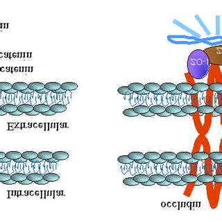 Molecular organization of the zonula adherens (left side) and zonula ...