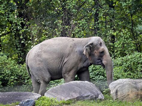 Bronx Zoo elephant named Happy is not a person, a court rules : NPR