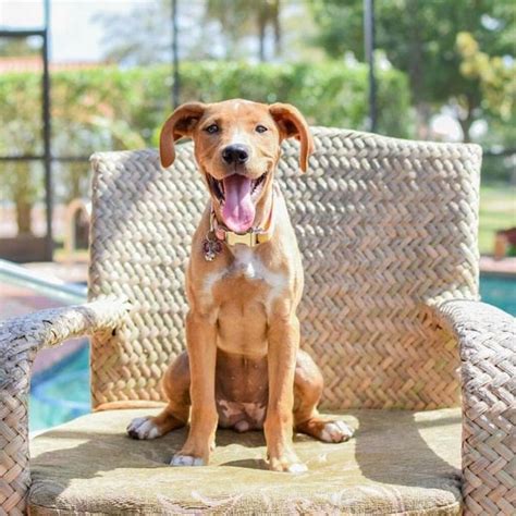 Rhodesian Ridgeback Temperament And Personality - 11 Awesome Traits You ...