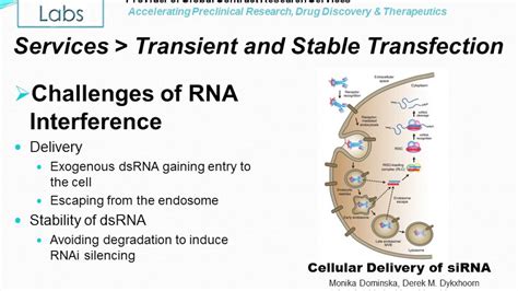 Transient (siRNA) and Stable (shRNA) Transfection Services - YouTube