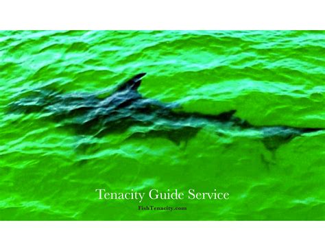 Tenacity Wallpaper Downloads - Tenacity Guide Service