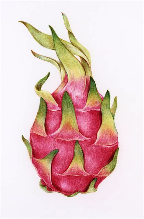 Hand drawn dragon fruit illustration | Free Photo - rawpixel