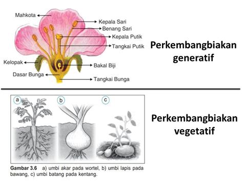 15 Contoh Perkembangbiakan Tumbuhan Secara Generatif Dan Vegetatif | Porn Sex Picture