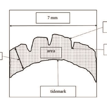 Schematic representation of typical histology specimen used for... | Download Scientific Diagram