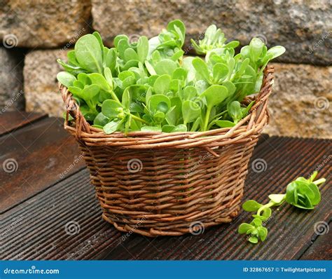 Purslane stock image. Image of medicinal, culture, market - 32867657