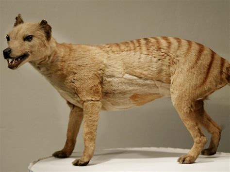 Tasmanian tiger declared extinct 80 years ago ‘spotted’ eight times | The Independent | The ...