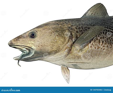 Norwegian Atlantic Cod Fish Illustration Stock Illustration ...