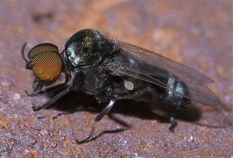 Blackfly Infestation: Animal Behavior and Climate Change – Raptor Resource Project Teachables