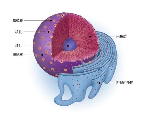 细胞核 | GeneTex中文官方网站