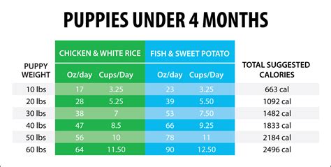 How Much to Feed a Puppy, According to Veterinarians