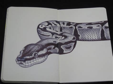 Tim Jeffs Art: Sketchbook | Snake drawing, Animal drawings, Snake painting