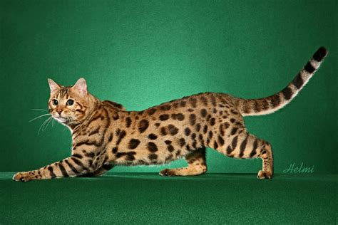 Bengal Cats | Cute Cats