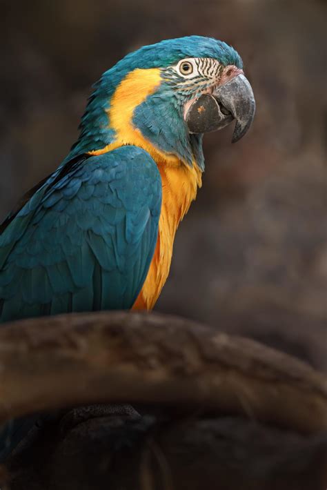 Blue throated Macaw 3212548 Stock Photo at Vecteezy