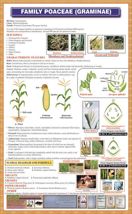 Family-Poaceae – Iqbal Scientific Store