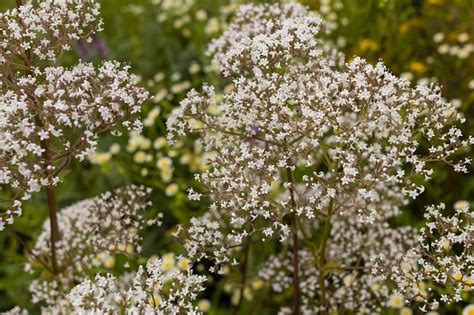 Valerian Medicinal Herb Plant Start - Victory Gardeners