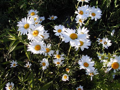 Daisy - Symbolism Wiki