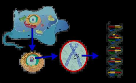 Describe the Relationship Between Dna and Chromosomes - CheyennekruwOlson