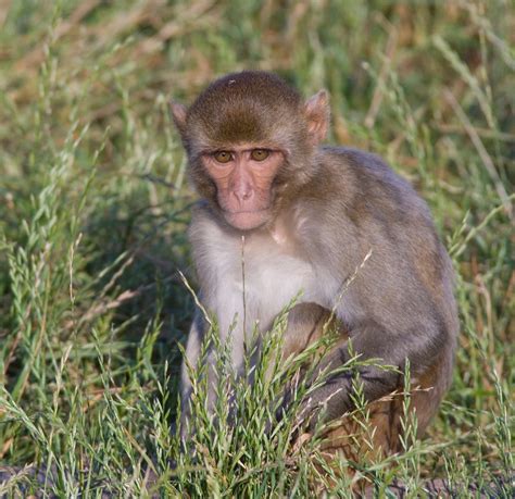 Macaques In Corrals - Texas Biomedical Research Institute