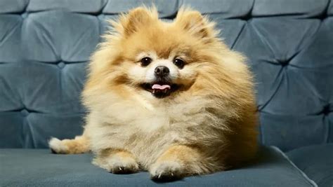 30 Best Dog Names For Perfect Pomeranians [PICTURES] - DogTime