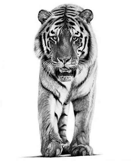 14+ Tiger Pencil Drawing - GordonGareth