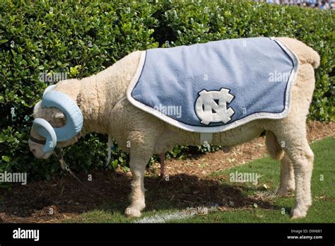 The North Carolina Ram mascot at Kenan Memorial Stadium in Chapel Hill, NC on September 15, 2007 ...