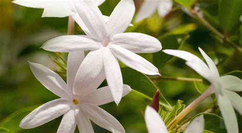 Jasmine Flower History and Jasmine Flower Medicinal Uses