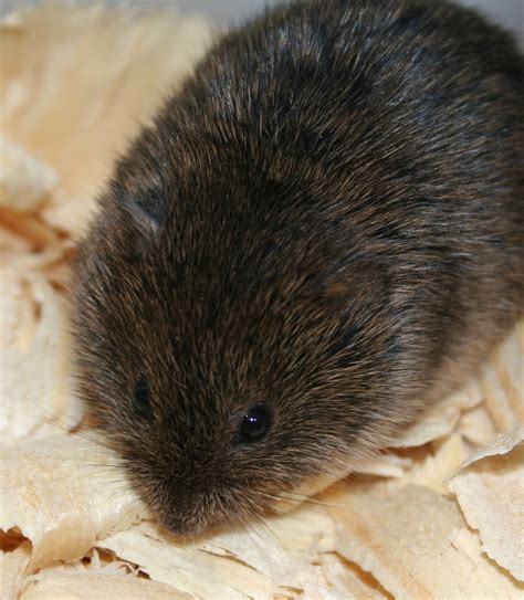 Rodent's bizarre traits deepen mystery of genetics, evolution