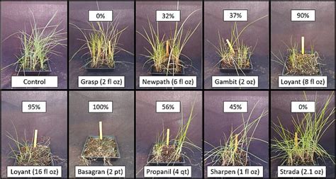 White Margin Sedge ID and Control