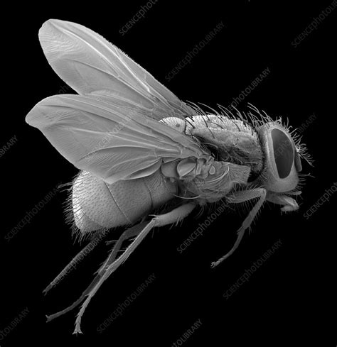 Bluebottle fly, SEM - Stock Image - C037/6440 - Science Photo Library