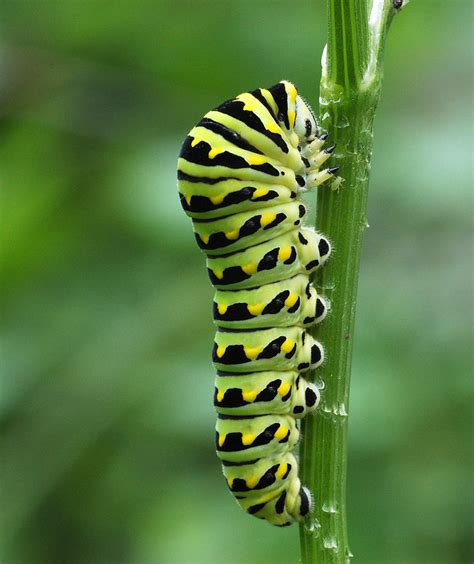 Plant Extra Parsley Next Spring – Beyond Your Back Door