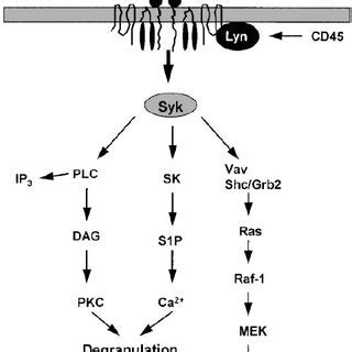 Fc receptor activation in ADCC by NK cells. Schematic representation of... | Download Scientific ...