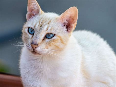 Javanese - Cat Breed Guide | Spot