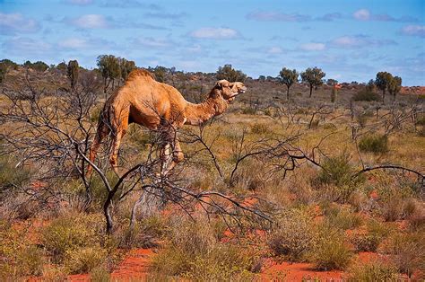 Where Do Camels Live? - WorldAtlas