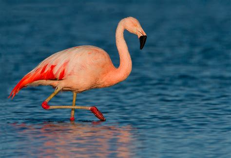 Flamenco Chileno | Wiki Reino Animalia | Fandom