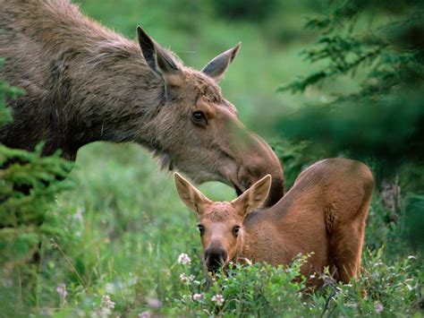 Pin by Darlene Clark on Babies!!! | Moose pictures, Animals wild, Baby animals funny